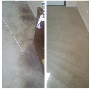 Carpet Cleaning Cleanup Man